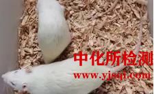 SD大鼠卡氏肺孢子菌感染模型实验