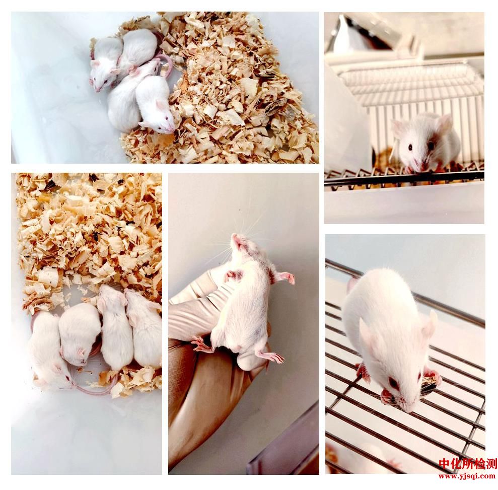 动物实验之小鼠实验介绍
