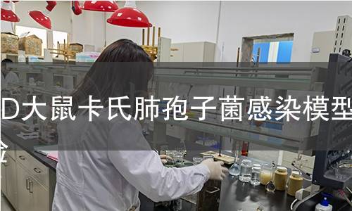 SD大鼠卡氏肺孢子菌感染模型实验